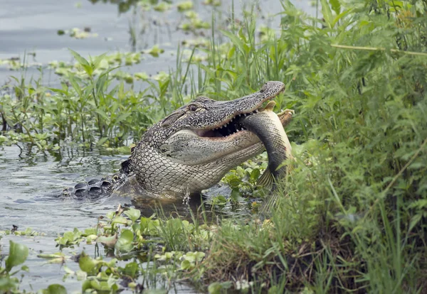 Cocodrilo Comiendo Pez Grande Lago Florida — Foto de Stock