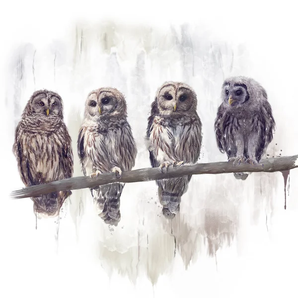 Barred Owls Peinture Aquarelle Perchée — Photo