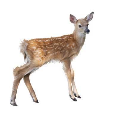 Whitetail geyik açık kahverengi suluboya, izole beyaz arka plan üzerinde