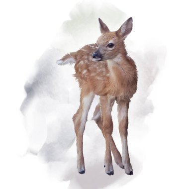 Whitetail geyik suluboya resim fawn