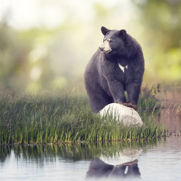 Oso Negro Una Roca Cerca Del Agua —  Fotos de Stock