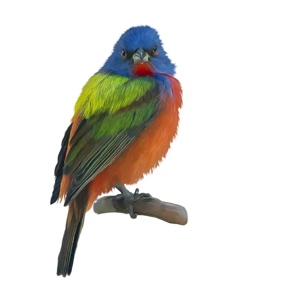 Male Painted Bunting Watercolor Painting — Stock Photo, Image