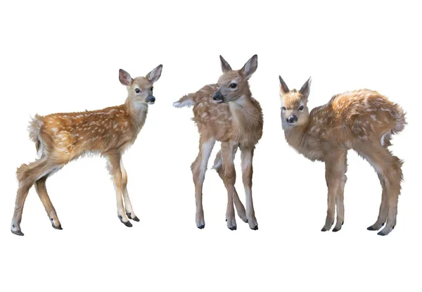 Whitetail シカ子鹿水彩画白い背景に分離 — ストック写真