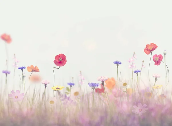 Kır Çiçekleri Bloom Bir Alanda — Stok fotoğraf