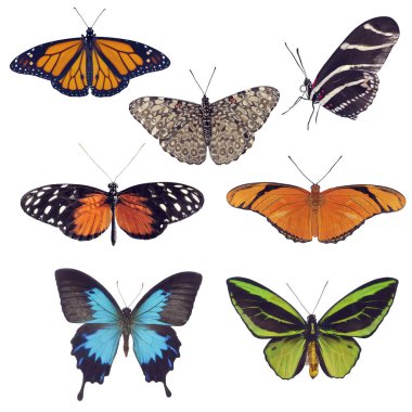 Butterfly collection isolated on White background clipart