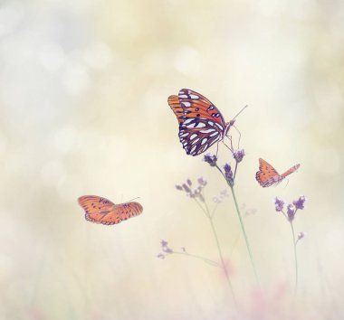 Gulf Fritillary butterflies in a meadow clipart