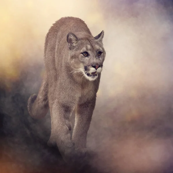 Florida Panther Cougar Digital Painting — Stock Photo, Image