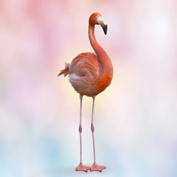 Digital Painting Pink Flamingo — Stock Photo, Image