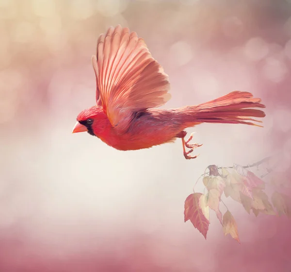 Männliche Nördliche Kardinalfliege Aquarellmalerei — Stockfoto