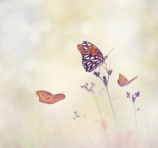 Gulf Fritillary Butterflies Meadow — Stock Photo, Image