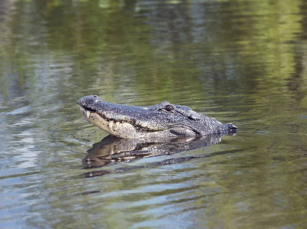 Nagy Amerikai Aligátor Néz Víz Florida — Stock Fotó