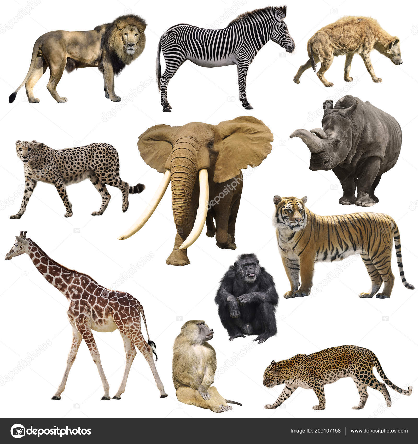 Hyena white background Stock Photos, Royalty Free Hyena white background Images | Depositphotos Hyena white background Stock Photos, Royalty Free Hyena white background Images | Depositphotos