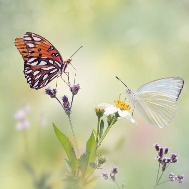 Körfez Fritillary ve büyük Güney beyaz kelebekler bir çayırda 