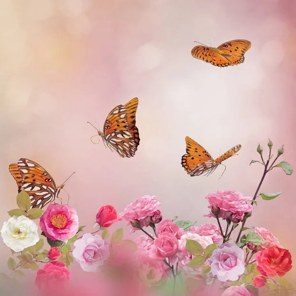 Gulf Fritillary Mariposas Alimentan Jardín Rosas — Foto de Stock