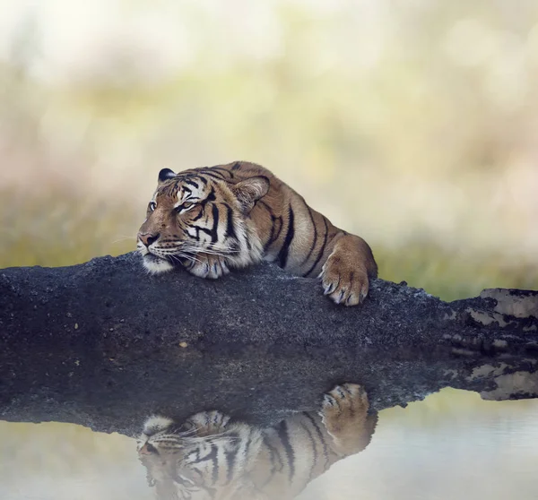 Τίγρη Της Βεγγάλης Αναπαύεται Πάνω Ένα Βράχο Κοντά Λίμνη — Φωτογραφία Αρχείου