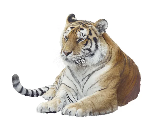 Pintura Digital Retrato Tigre Isolado Fundo Branco — Fotografia de Stock