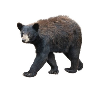 Young American Black Bear isolated on white background clipart