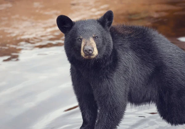 Молодой Черный Медведь Воды — стоковое фото