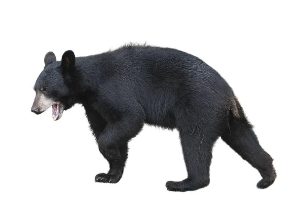 Молодой Американский Черный Медведь Изолирован Белом Фоне — стоковое фото