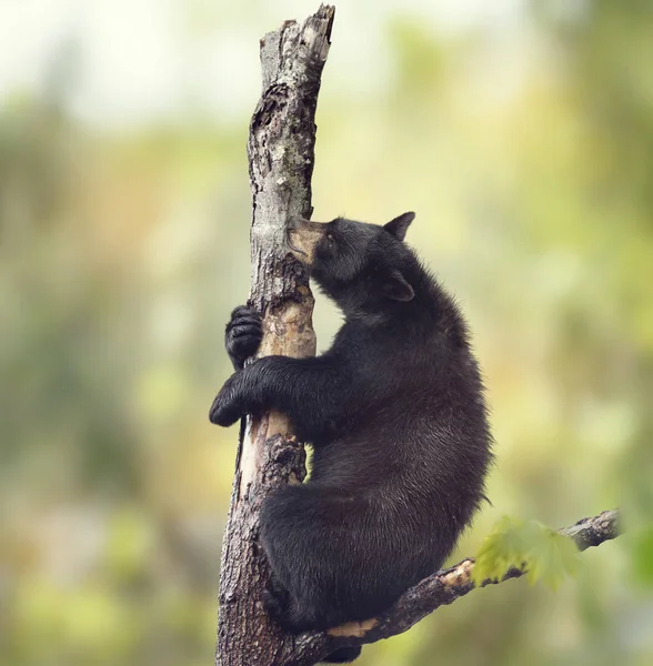 Joven Oso Negro Árbol —  Fotos de Stock