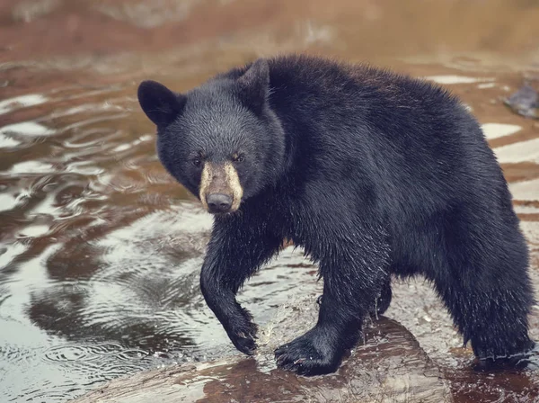 Urso Preto Jovem Uma Lagoa — Fotografia de Stock