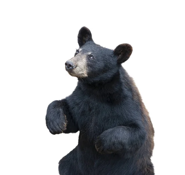 Νεαρή Μαύρη Αρκούδα Κάθεται Απομονώνονται Λευκό Φόντο — Φωτογραφία Αρχείου