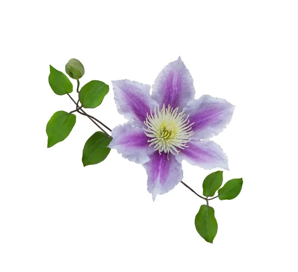 Purple Clematis Stonku Izolovaných Bílém Pozadí — Stock fotografie