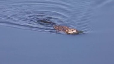 Bir gölde yüzmeye Misk sıçanı (Ondatra zibethicus)