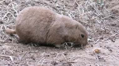 çayır köpeği'ni yere beslemeleri