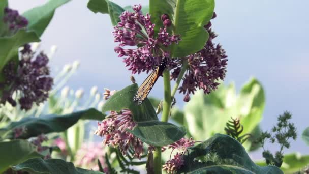 Borboletas Monarca Alimentam Milkweed Pântano — Vídeo de Stock