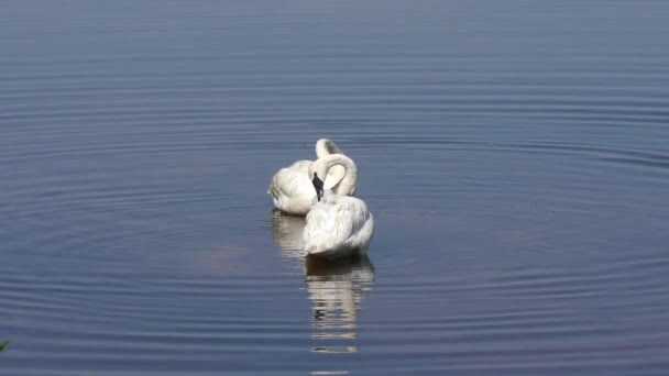 Cisnes Blancos Bañándose Lago — Vídeo de stock