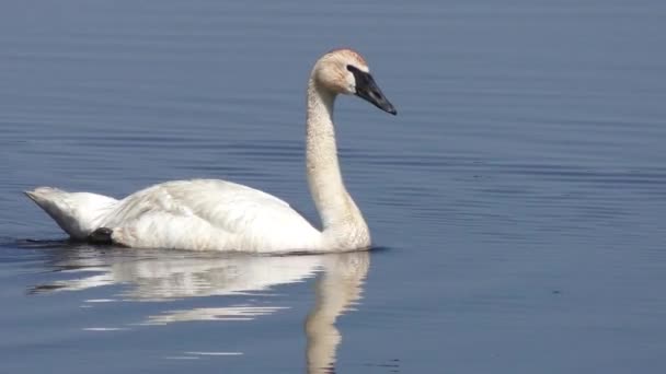 Cisne Blanco Nada Lago — Vídeo de stock