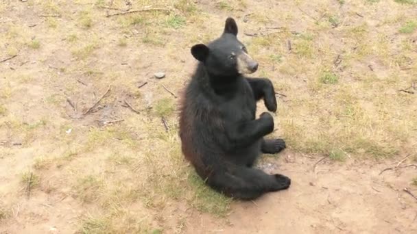 Young Black Bear Sitting Ground — Stock Video