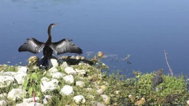 Yılanboyungiller ve bebek timsah göl kenarında sunning.