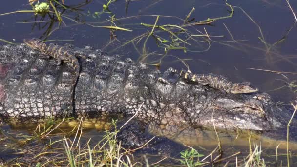 Alligatormutter Mit Ihren Babys — Stockvideo