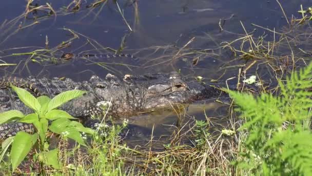 Baby Alligators Hun Moeder Hoofd Rug — Stockvideo