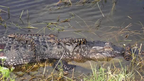 Baby Alligators Hun Moeder Hoofd Rug — Stockvideo
