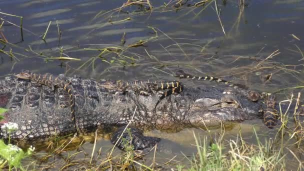 Bébé Alligators Sur Leur Mère Tête Dos — Video