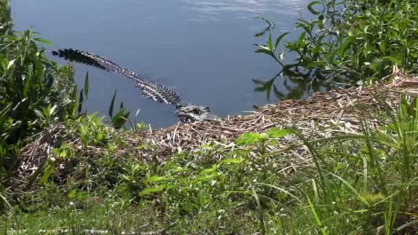 Caimán Mirando Desde Lago — Vídeos de Stock