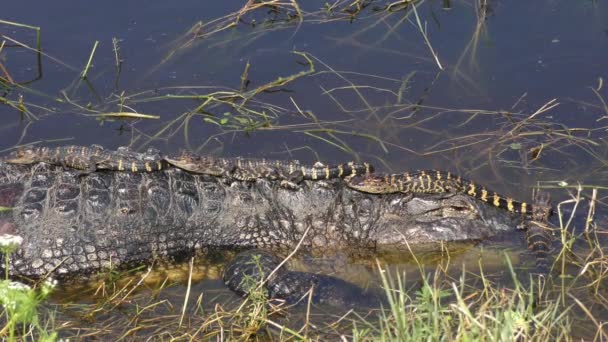 Baby Alligators Mother Head Back — Stock Video