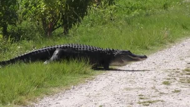 Caimán Con Una Pierna Perdida Cruzando Sendero — Vídeos de Stock