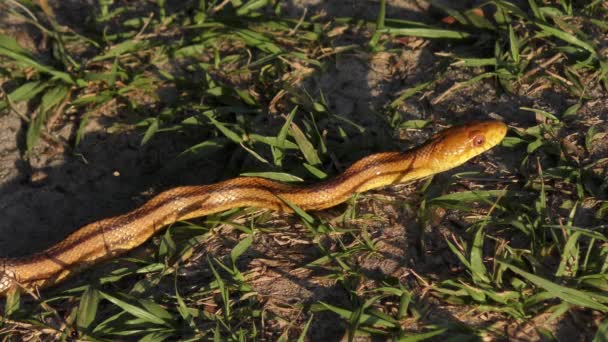 Serpiente Rata Amarilla Los Humedales Florida — Vídeo de stock