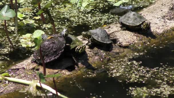 Florida Schildpadden Zonnen Een Logboek Een Moeras — Stockvideo