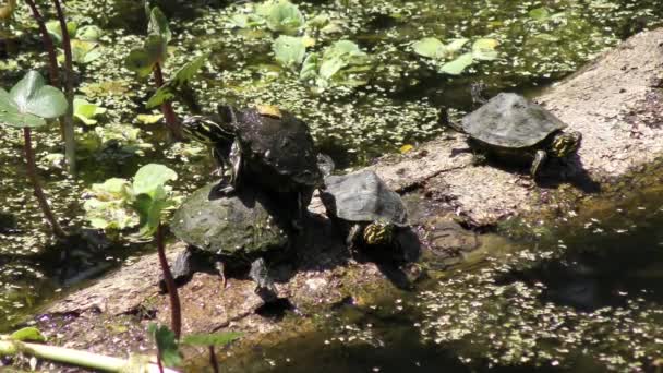 Tortugas Pequeñas Caen Agua Tronco — Vídeos de Stock