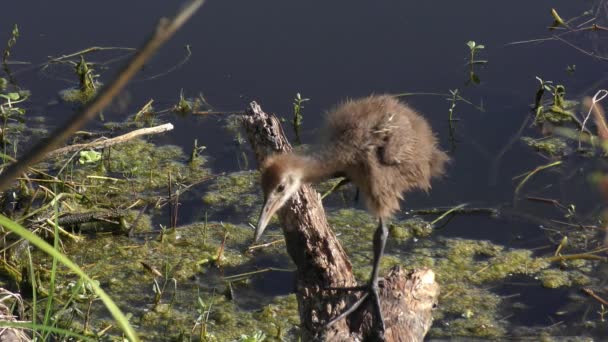 Limpkin Chick Posado Una Rama Cerca Del Lago — Vídeo de stock