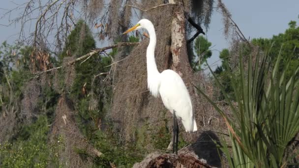 Grandi Egret Feed Florida Zone Umide — Video Stock