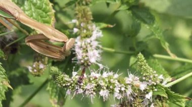 büyük peygamber devesi yakalar ve bir arı yiyor