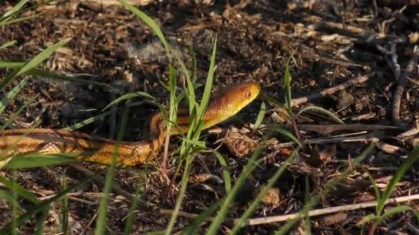 Rat Jaune Serpent Slithers Floride Zones Humides — Video