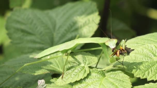 Gröna Praying Mantis Äter Bugg — Stockvideo