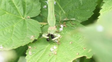 dua eden peygamber devesi üzerinde büyük bir karınca yayınları